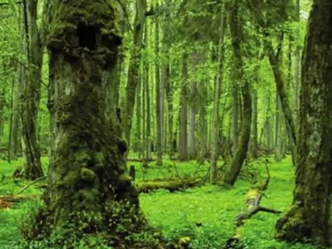 Custom Shutters Frisco TX | 817-631-0352