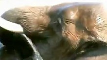 Сняли на видео слонов. На свою голову