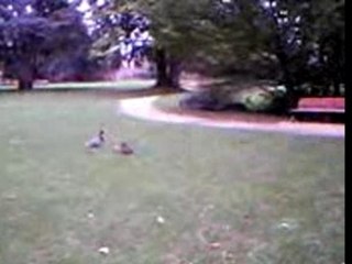 Les aventures des canards