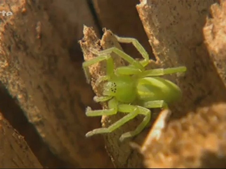 Arte - x:enius - spinnen