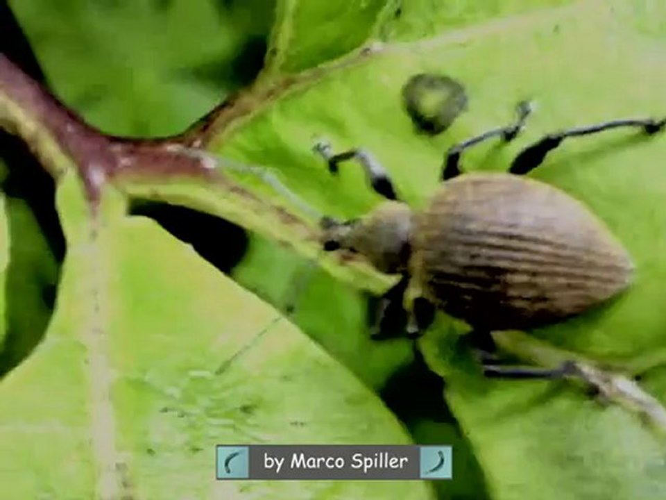 Otiorhynchus armadillo