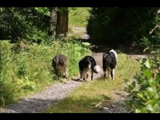 Luc ROMANN : Les petites roulottes