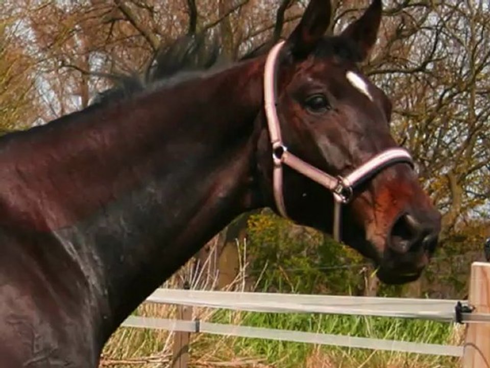 an deiner seite pearl