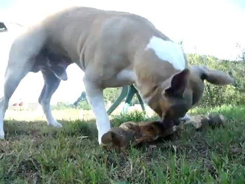 American Staffordshire Terrier Mâle