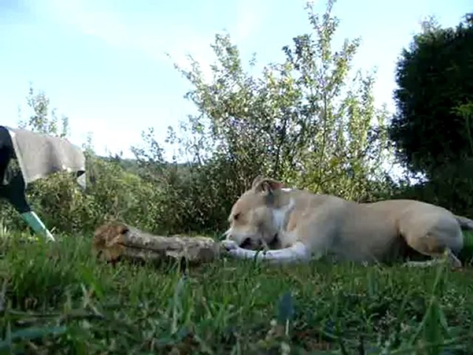 American Staffordshire Terrier Mâle