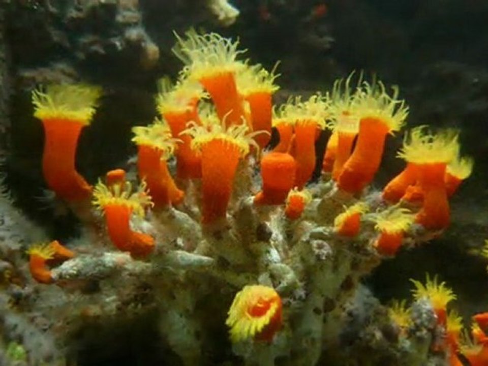 Gigliola Cinquetti　Non Ho L'eta（夢見る想い）