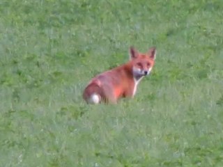 Un renard de sortie dans le Jura côté Suisse