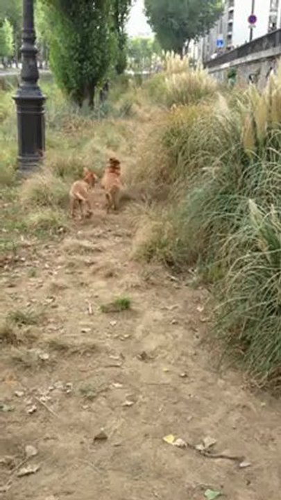 Aitch perdu dans la savane (avec Tissot)