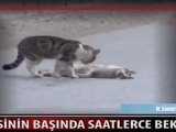 Ölmekte olan dişisinin başında saatlerce vefa örneği  