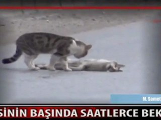 Ölmekte olan dişisinin başında saatlerce vefa örneği  "Asrın Dev Lideri" Grubu yayınıdır