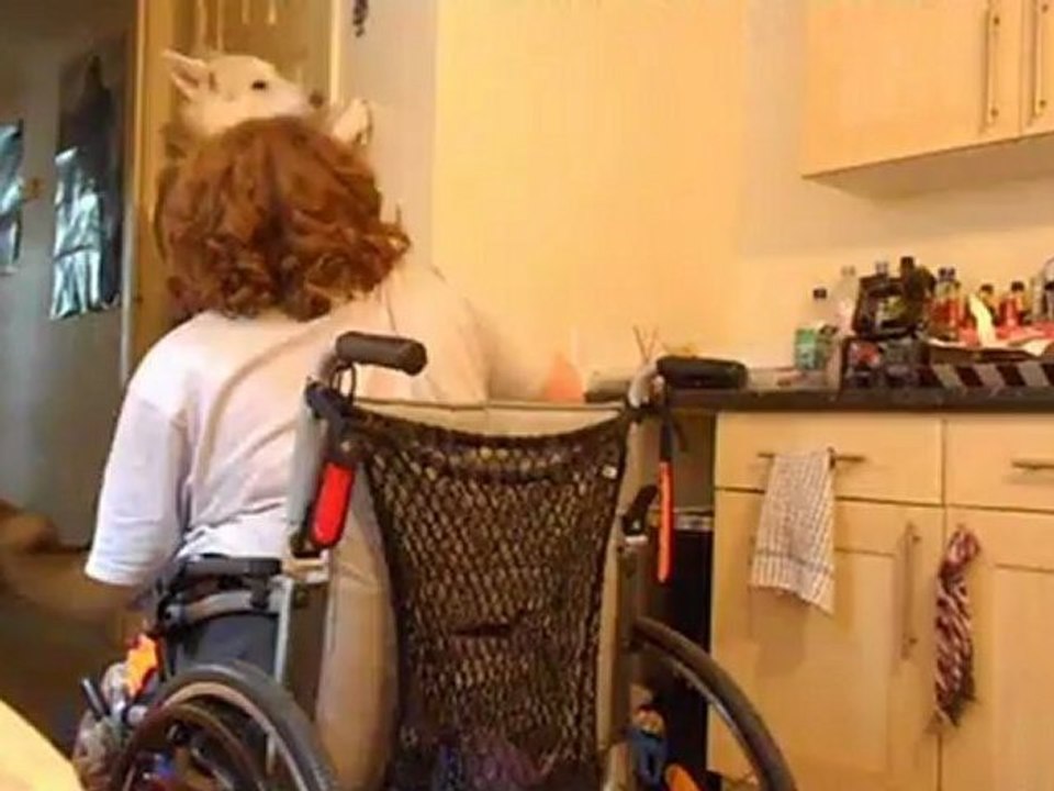 An average day with an Assistance Dog