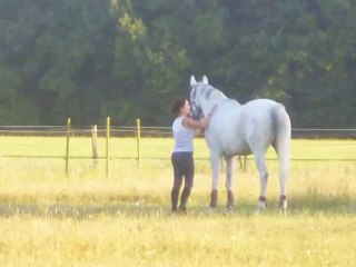 Vendetta - Travail à pied et en licol