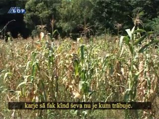 Selo moje (titlovano na vlaškom jeziku), 25. avgust 2013.