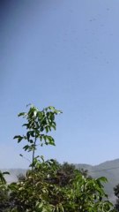 Hacı bekir.. paşanın yaylası.. DÖRTYOL  hacı leylekler