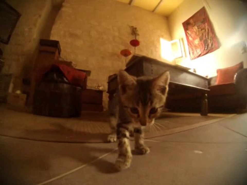 gribouille impact dans 5 seconde