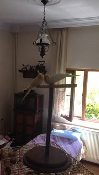 Sultan Papağanı Garip Davranış