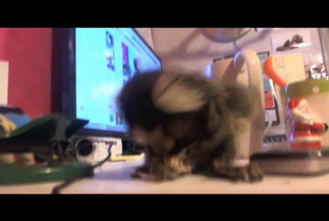babouche