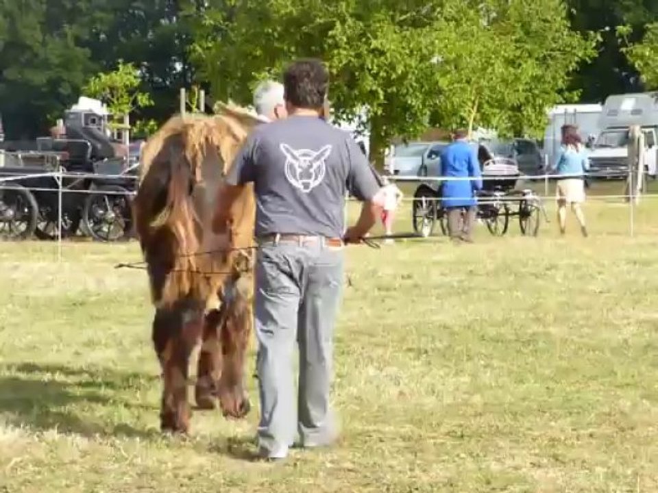 Concours national Modèle et allures 2013 Dampiere sur Boutonne BOSCO de ré