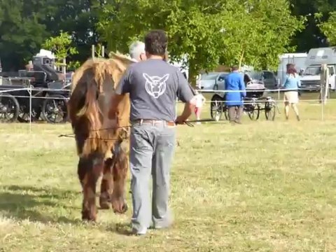 Concours national Modèle et allures 2013 Dampiere sur Boutonne BOSCO de ré