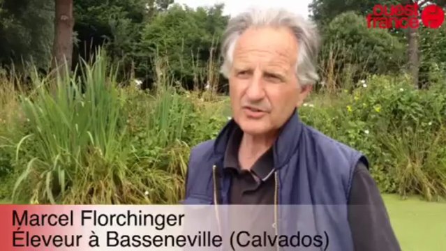 Un éleveur dénonce le décès de ses bestiaux - Un éleveur dénonce le décès de ses bestiaux