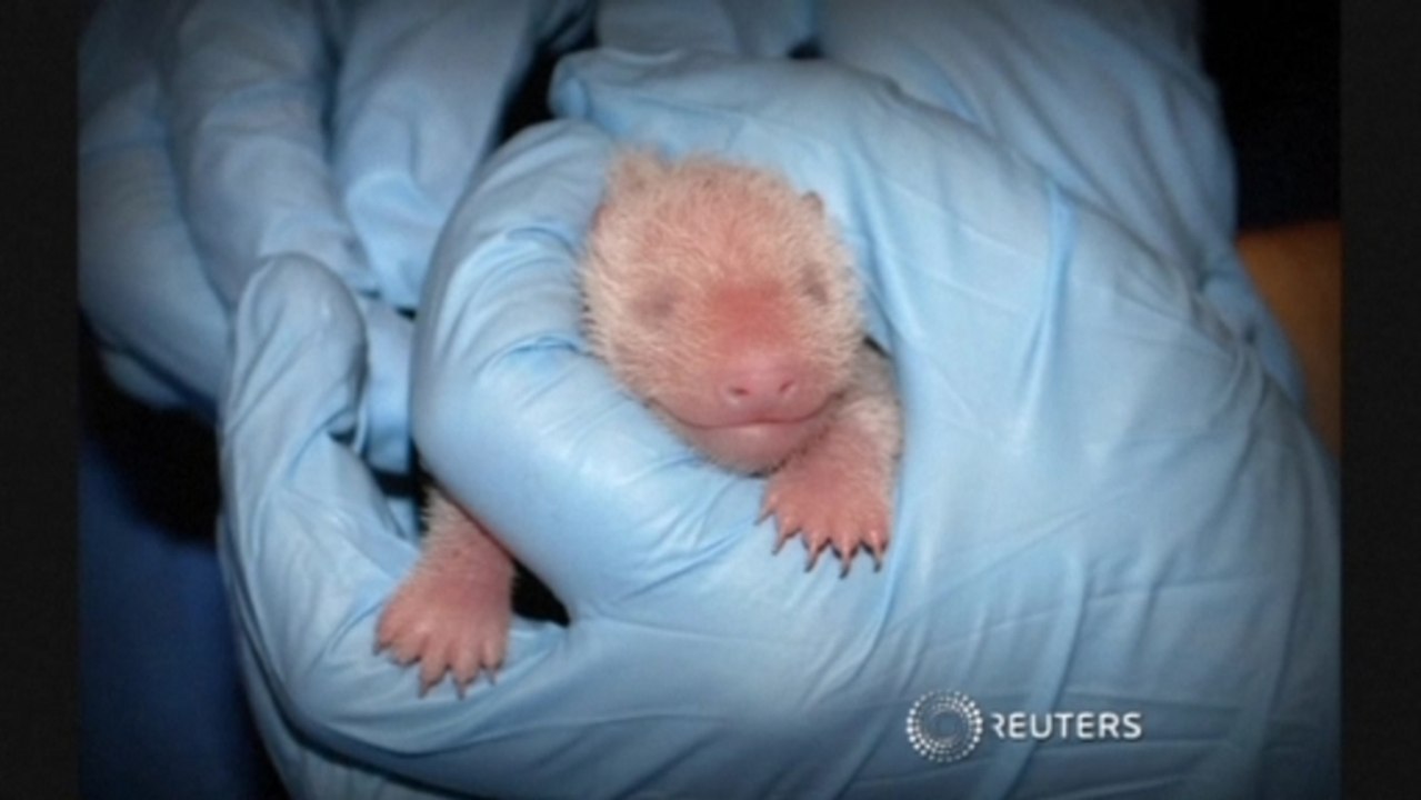 Second panda cub stillborn, first cub in "robust" condition