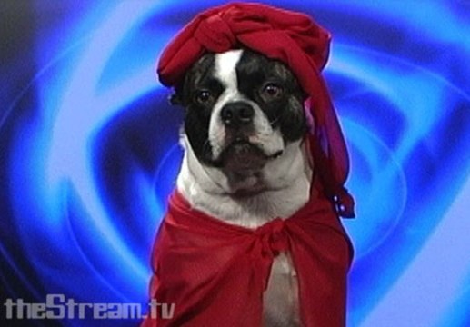 Psychic Dog Tells Future of Real Cool Club Power Hour