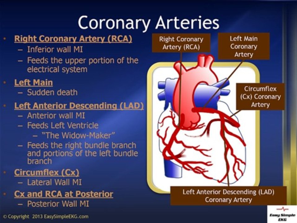 Coronary Arteries