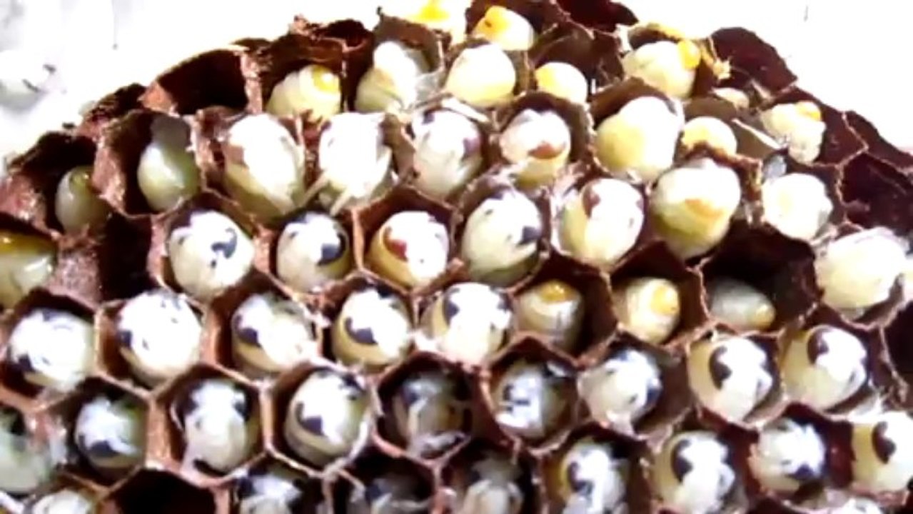 young bee so cool, very interesting !!