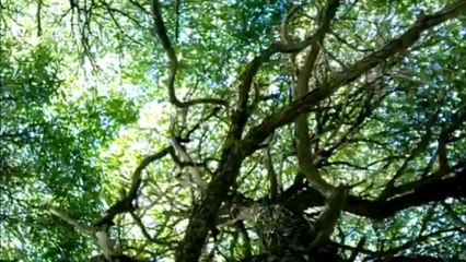 Nokia Lumia 1020 Zoom Power Demonstration  - YouTube