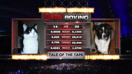 S'entendre comme chien et chat; combat de boxe fun