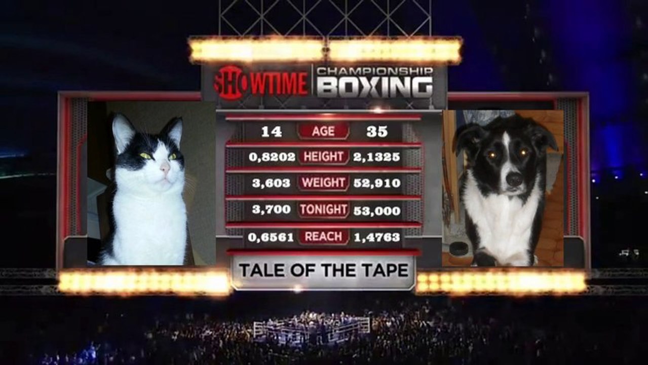 S'entendre comme chien et chat; combat de boxe fun