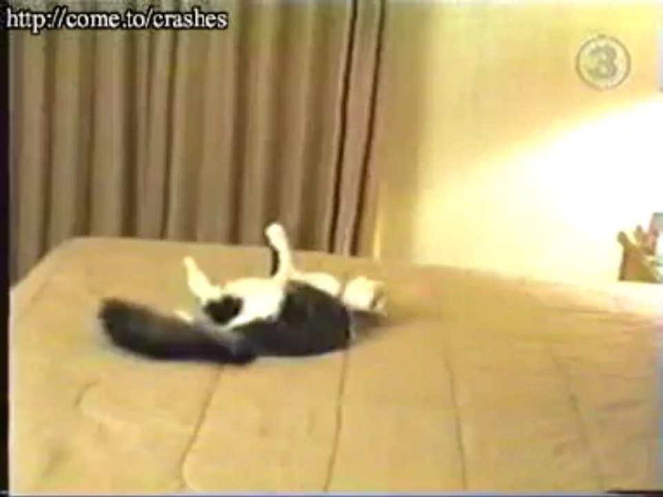 Le chat qui saute sur un mur / a cat on the wall