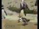 Le pingouin qui danse / pinguin techno dance