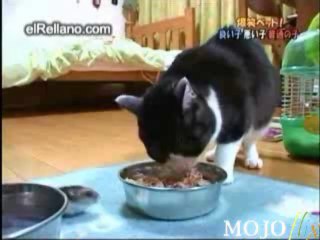 Le chat copain avec un hamster / cat vs hamster