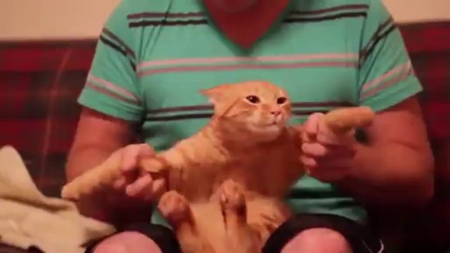 Un chat danse sur de la dubstep