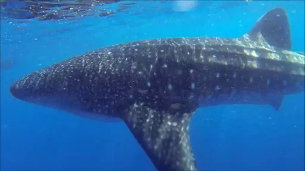 Plongée avec un Requin-Baleine Presqu'île Tahiti (Dive with Whale-Shark at Tahiti)