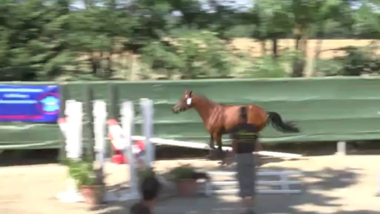 Amgoon Sologn Pony Finale Liberté 24.08.13