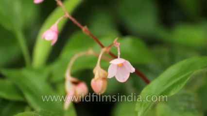 Kaas-Flowers-Disc-2-12