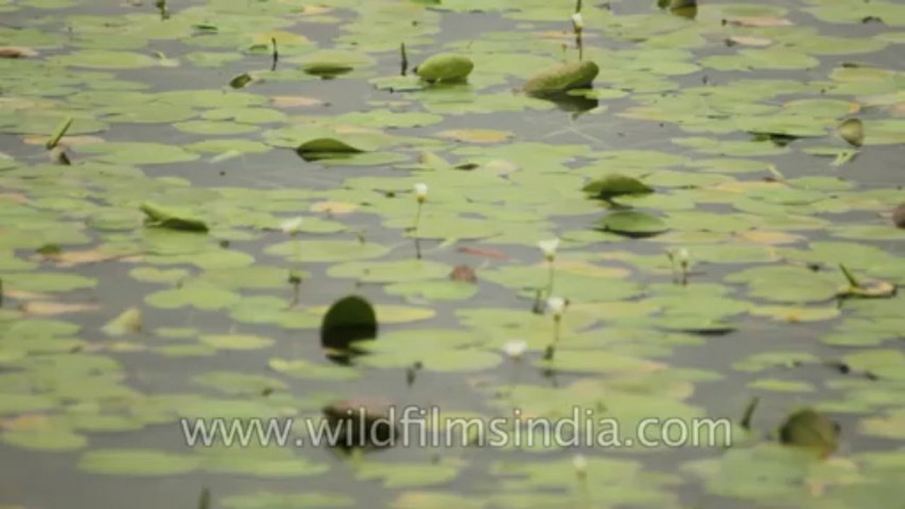 Kaas-Flowers-Disc-3-16