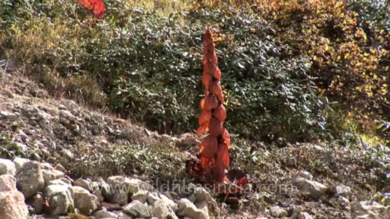 North Sikkim