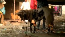 Old Delhi-Near Jama Masjid-Bakri-Eid-Goat Market-Goats-30