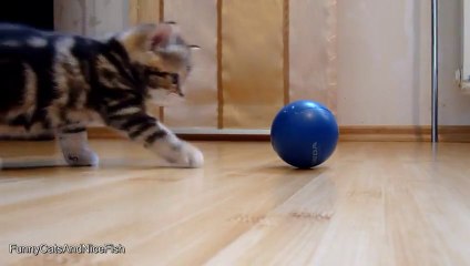 Im Paris the sweetest and most playful girl kitten!