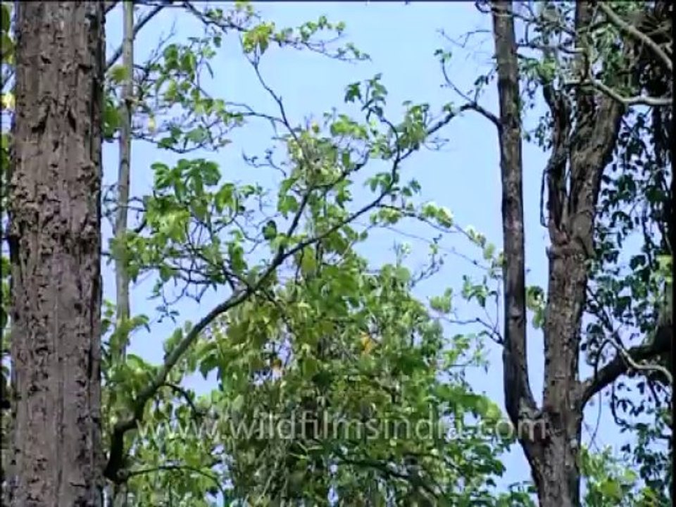 Uttaranchal-Corbett-1