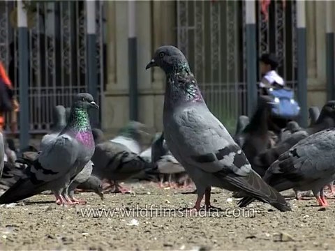 Amarnath yatra-Srinagar-Pigeons-tape-18-mdv-350-11