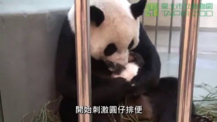 Un bébé panda et sa maman. Elle s'occupe de lui tellement bien.
