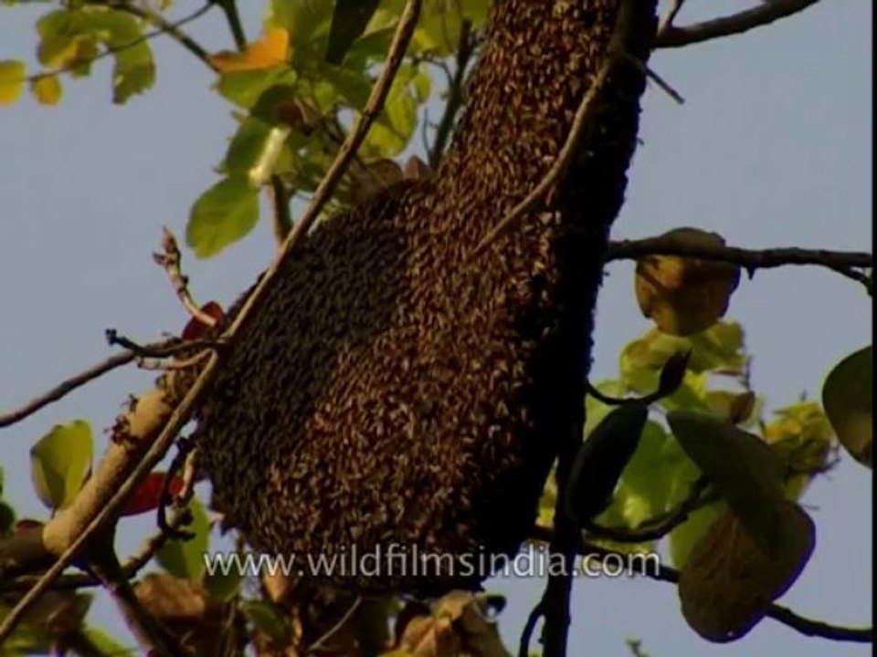 Honey bee-corbett-DB-147-11
