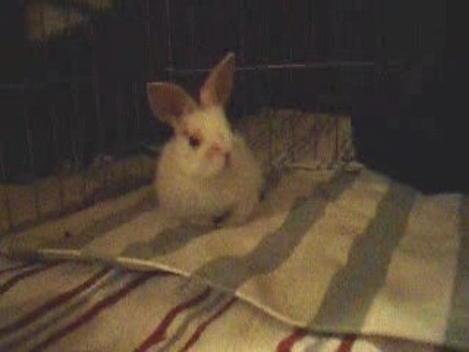 Pflegenins im Gehege