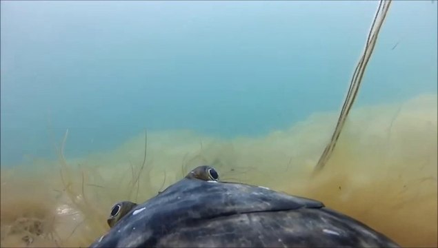 Remote Camera Strapped to Huge Fish