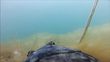 Remote Camera Strapped to Huge Fish