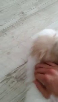 Un petit chien débile joue avec un truc qui couine!